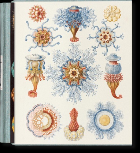 The Art and Science of Ernst Haeckel